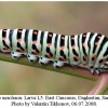 papilio machaon larva5a